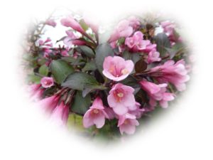 Valentine of Pink Flowers