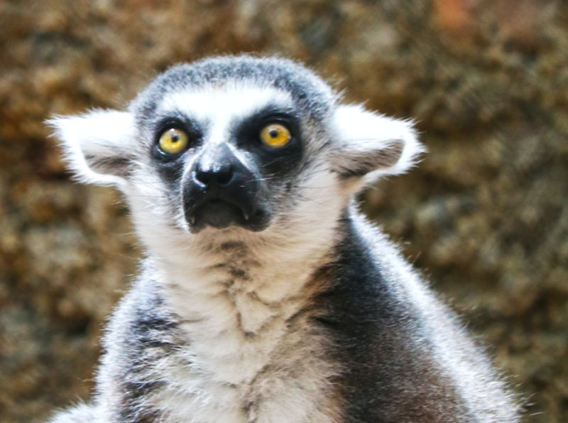 Rivited Lemur