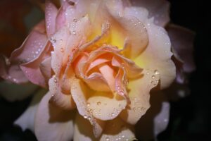 Light pink and yellow rose with dew drops.