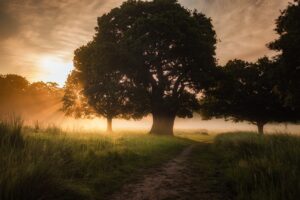 Huge tree in a meadow at sunrise or sunset. There is a pathway to pass the tree on the right hand side of the tree.