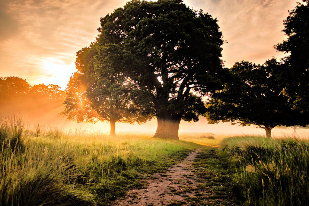 Huge tree in a meadow at sunrise or sunset. There is a pathway to pass the tree on the right hand side of the tree.