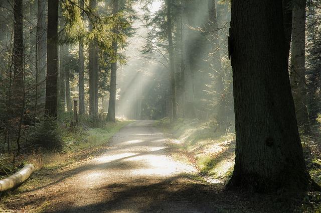A peaceful forest path illuminated by gentle rays of sunlight filtering through tall trees, creating a serene and inviting atmosphere. Walking in nature, especially in a forest, is often a very healing experience.