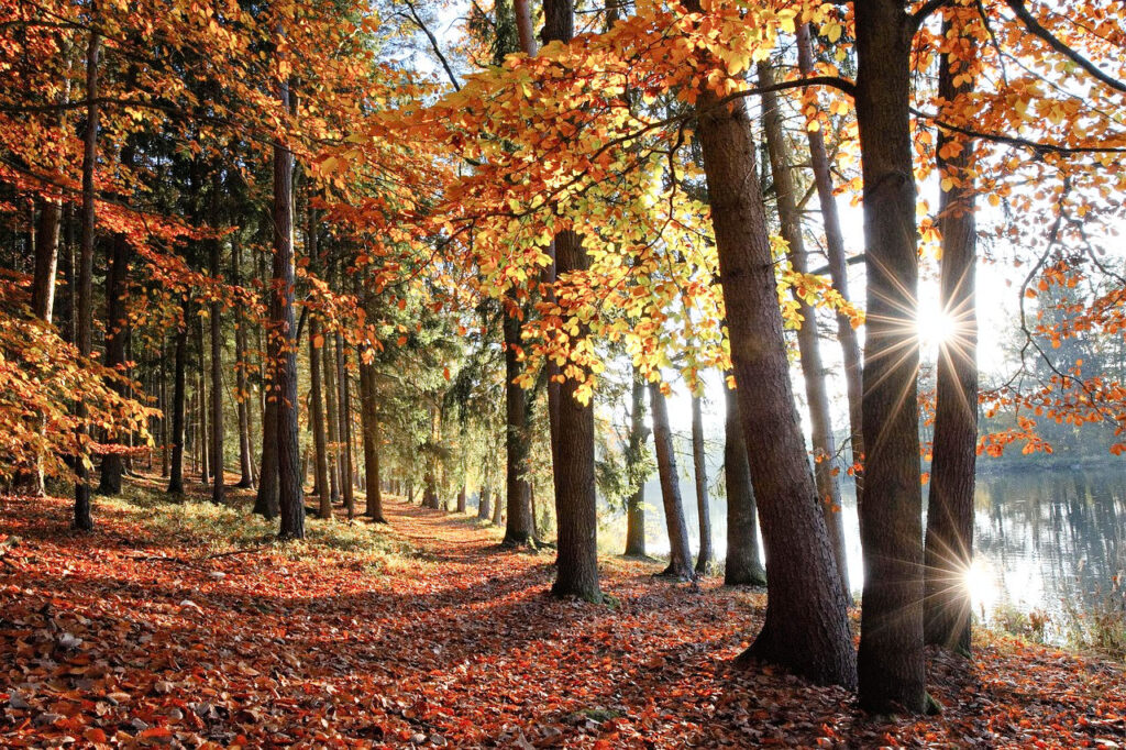 Walking path along a lake with trees in autumn foliage and the sun glinting thru the trees, off the water - inviting you to gift yourself with some time in Nature.