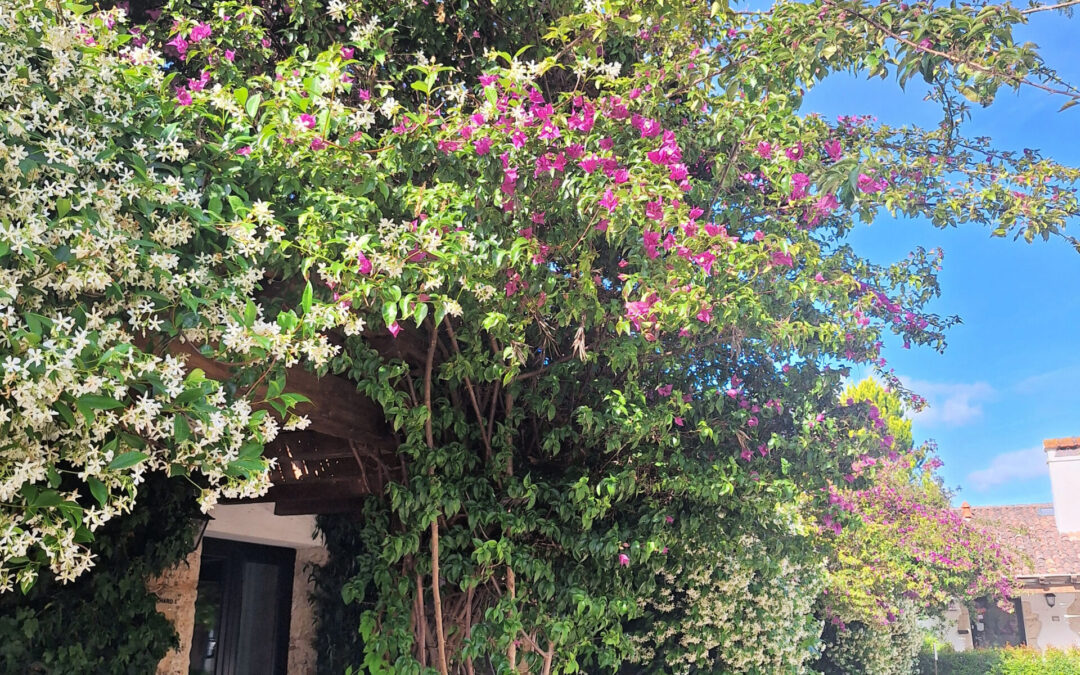 Aug 2026 Post Courtyard w Jasmine & Bougainvillea